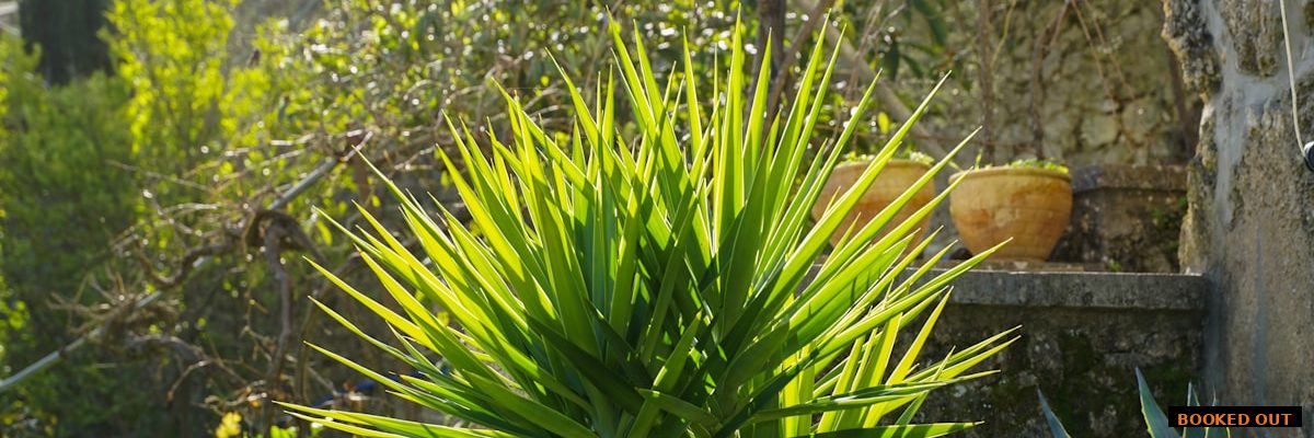 Well-maintained residential landscape showing the value of ongoing landscaping client relationships