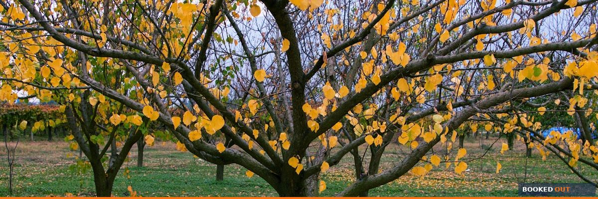 Seasonal marketing calendar to keep landscaping companies booked year-round